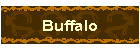 Buffalo