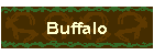 Buffalo